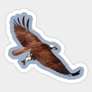 Eagle Fishing Sticker